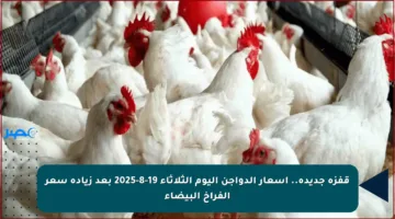 قفزة جديدة.. أسعار الدواجن اليوم الثلاثاء 19-8-2025 بعد زيادة سعر الفراخ البيضاء
